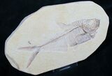 Diplomystus Fossil Fish - Wyoming #7581-1